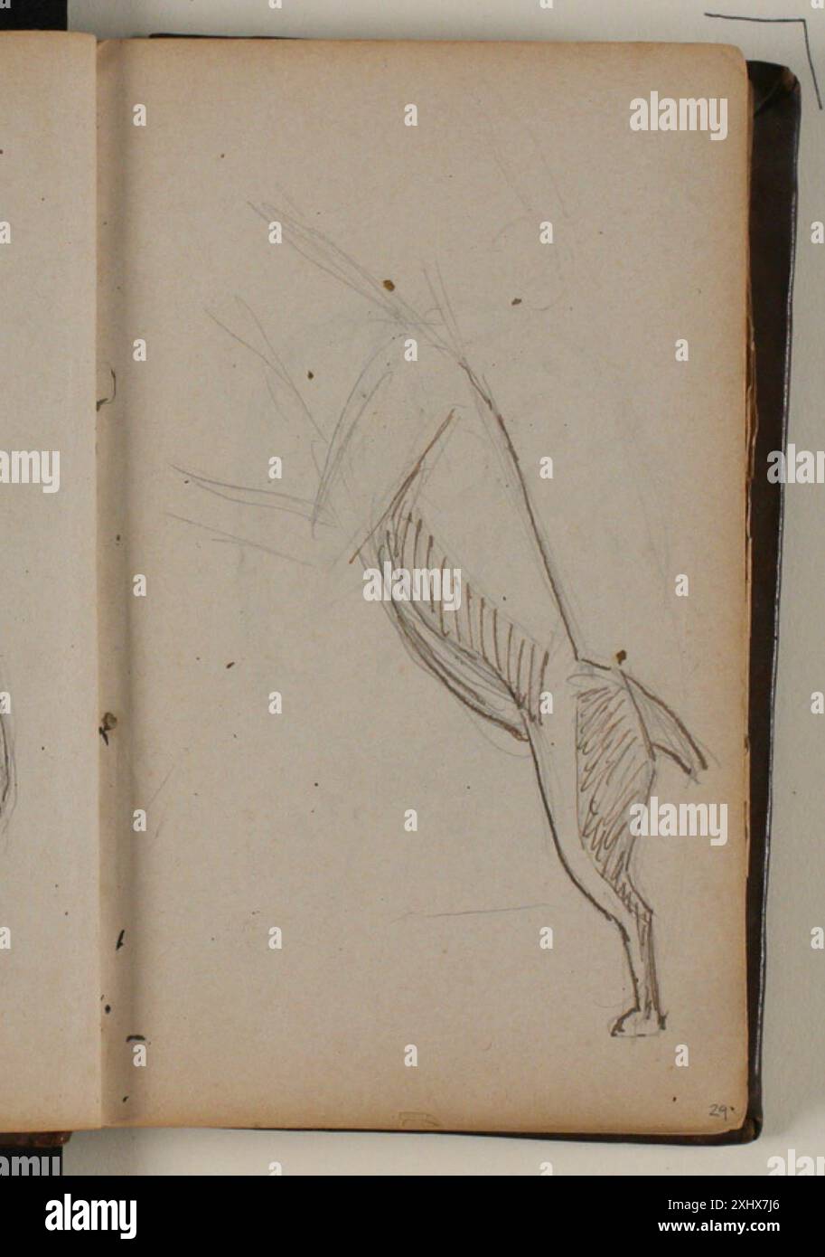 Disegno di Niels Larsen Stevns che mostra un cane in piedi sulle gambe posteriori, concentrandosi su postura, anatomia e equilibrio. Foto Stock