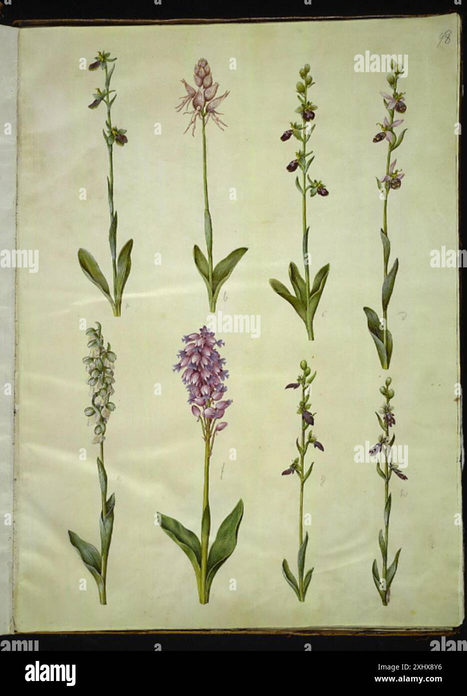 Disegni di gouache di specie di orchidee, tra cui Ophrys apifera, Ophrys sphegodes, Orchis simia, Orchis militaris, e Ophrys insectifera di Holtzbecker e Merian, parte della Royal Copperplate Collection di illustrazioni botaniche. Foto Stock
