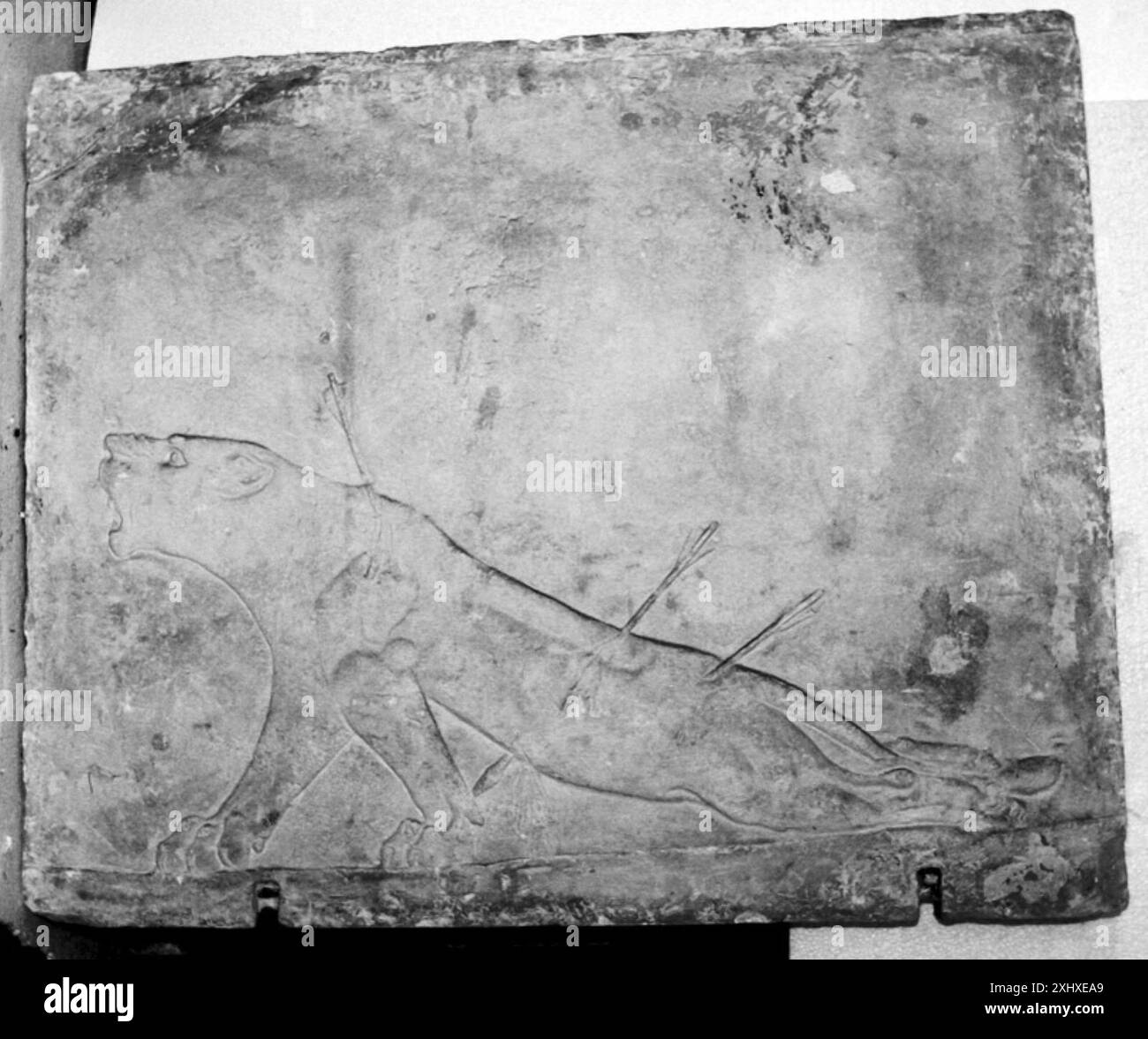 Rilievo raffigurante una leonessa ferita, che mostra la struttura muscolare e le lesioni, enfatizzando le caratteristiche naturalistiche degli animali. Foto Stock