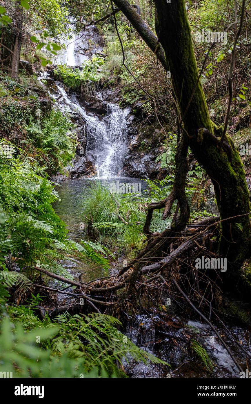 Bella cascata nel bosco Foto Stock