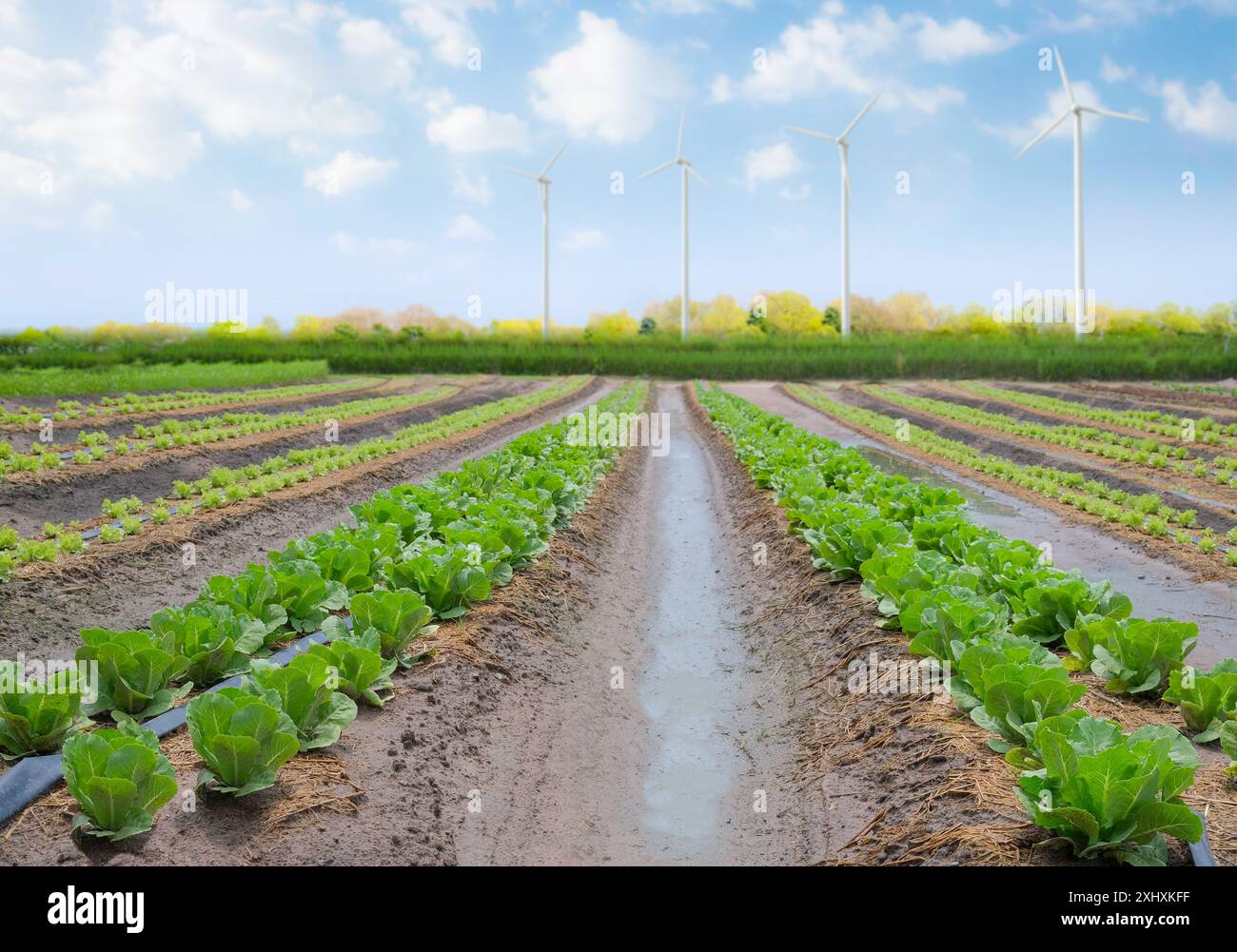 Giardino verde di cavolo con turbine eoliche e sfondo blu nuvoloso Foto Stock