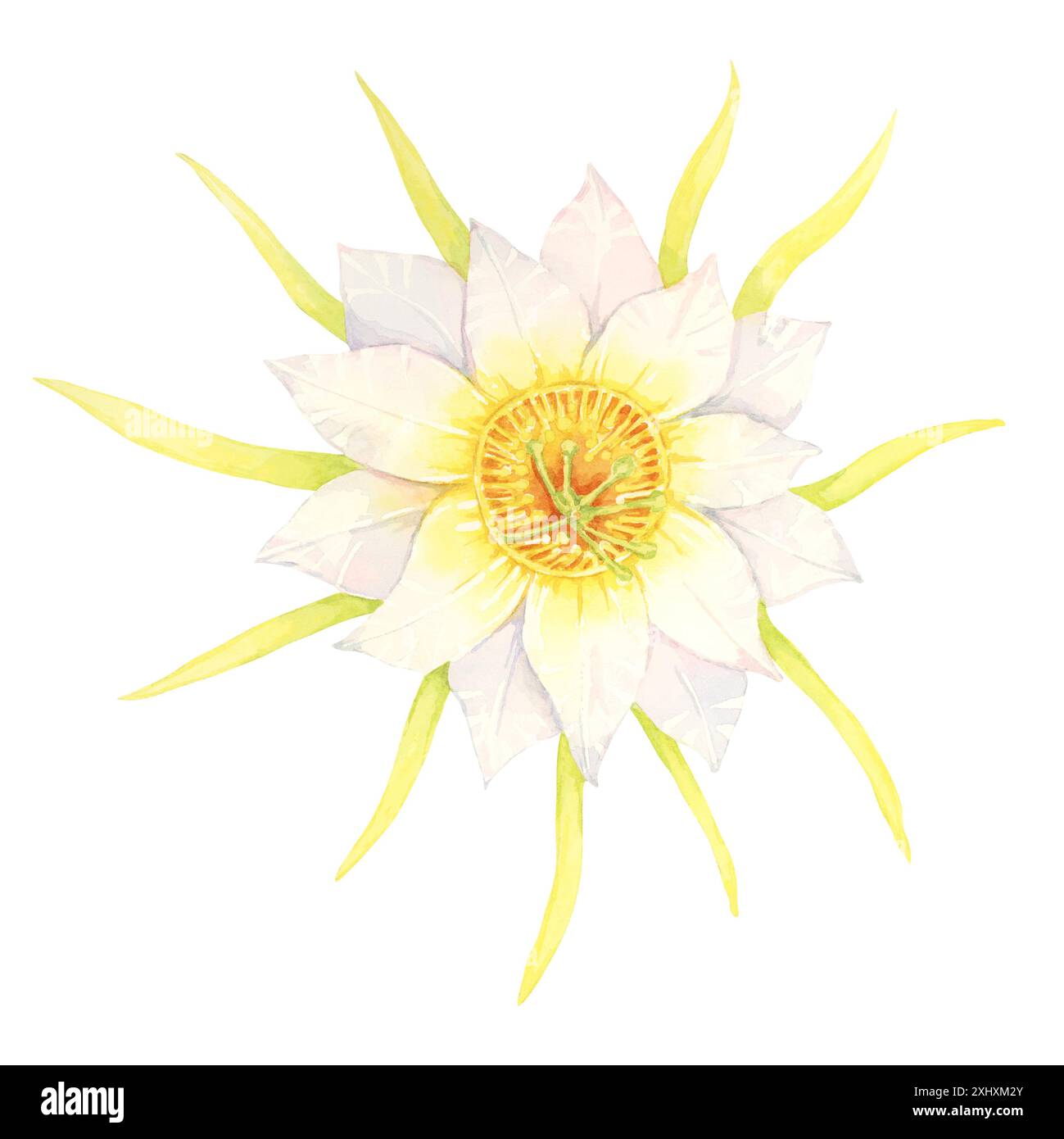 Fiore di frutto di drago con petali gialli e bianchi. Illustrazione ad acquerello Pitahaya. Cactus Pitaya parte clipart per stampe botaniche, disegni a tema giardino o poster educativi. Foto Stock