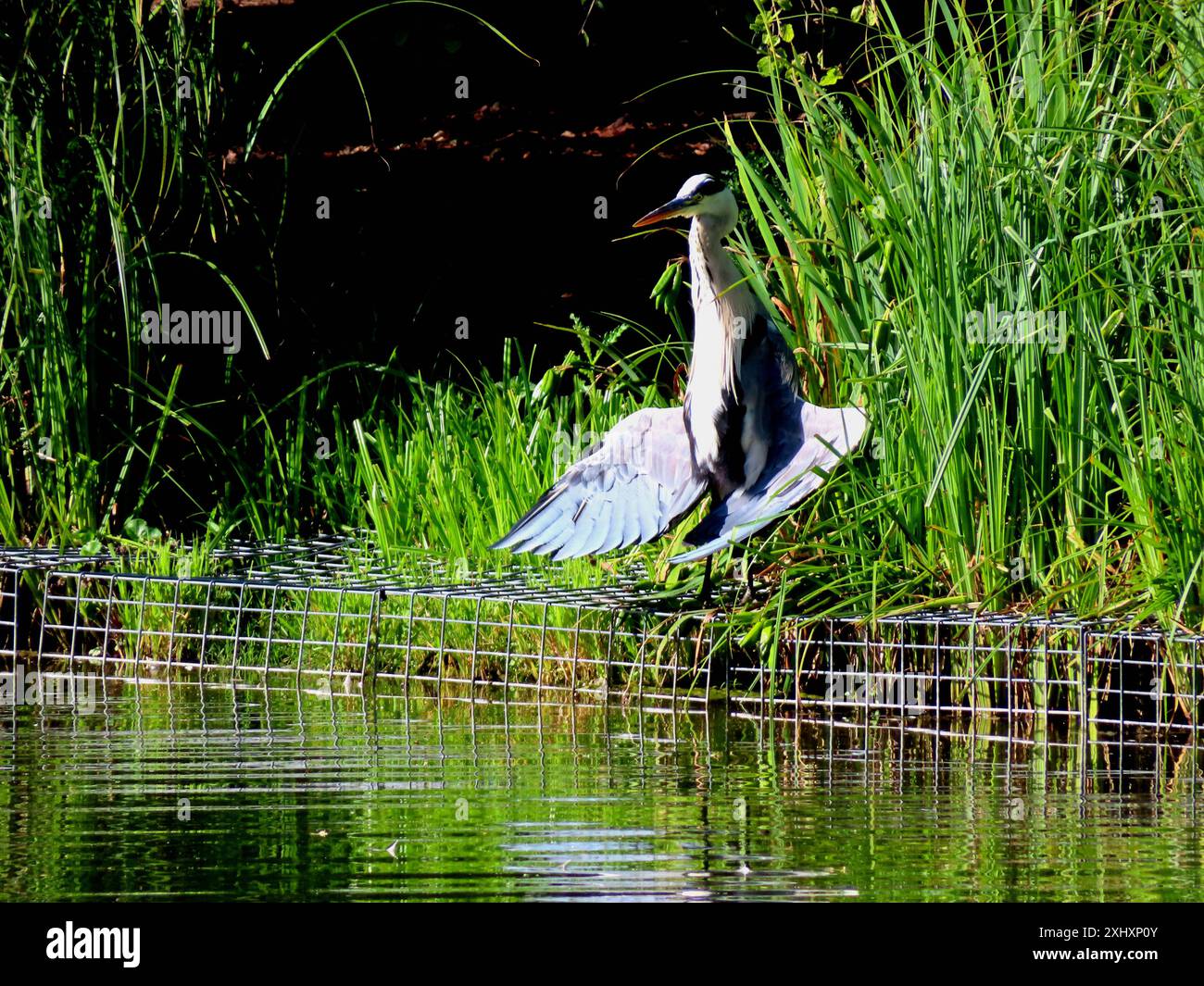 ...der Vogel kann einfach nicht genug von der Sonne kriegen...Hat ja auch einen gesundheitlichen Grund - Gefiederpflege - ausmerzen von Parasiten - und Anregung des Blutkreislaufes... Sonnenanbeter Graureiher *** l'uccello non riesce a prendere abbastanza del sole c'è anche una ragione di salute cura del piumaggio sradicare i parassiti e stimolare la circolazione sanguigna adoratori del sole airone grigio Foto Stock