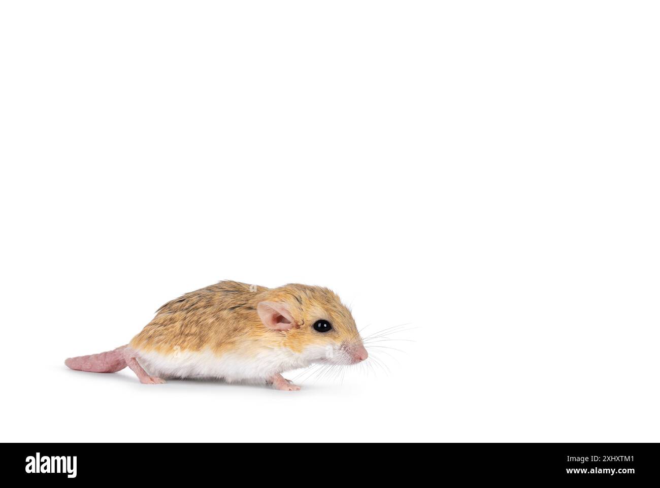 Vista laterale del gerbil dalla coda grassa, noto anche come Pachyuromys duprasi, con i lati in piedi. Guardando avanti lontano dalla fotocamera. Isolato su uno sfondo di spazio di copia vuoto. Foto Stock