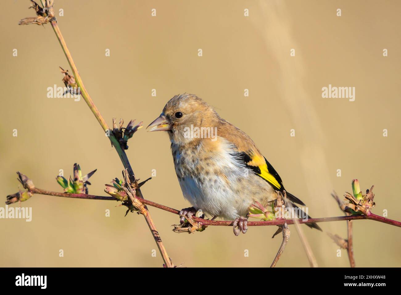 European goldfinch Birdfemale , Carduelis carduelis, arroccato, mangiando e nutrendo semi durante la stagione primaverile Foto Stock