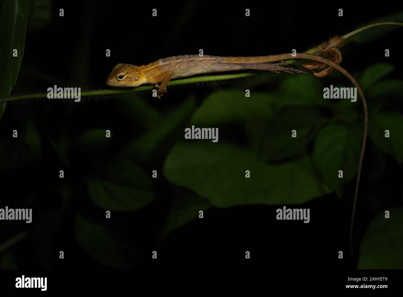 Oriental Garden Lizard - Calotes versicolor, variopinto lucertola variabile da foreste asiatiche e cespugli, Malesia. Foto Stock