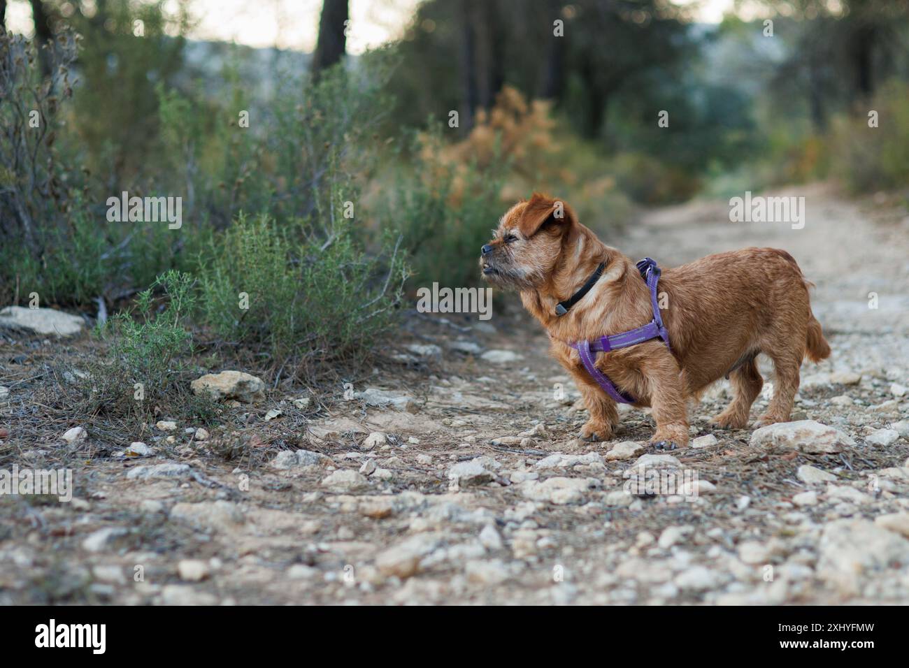 Il vecchio cane Nami nella sua passeggiata quotidiana nella natura per esercitare i muscoli, Alcoy, Spagna Foto Stock