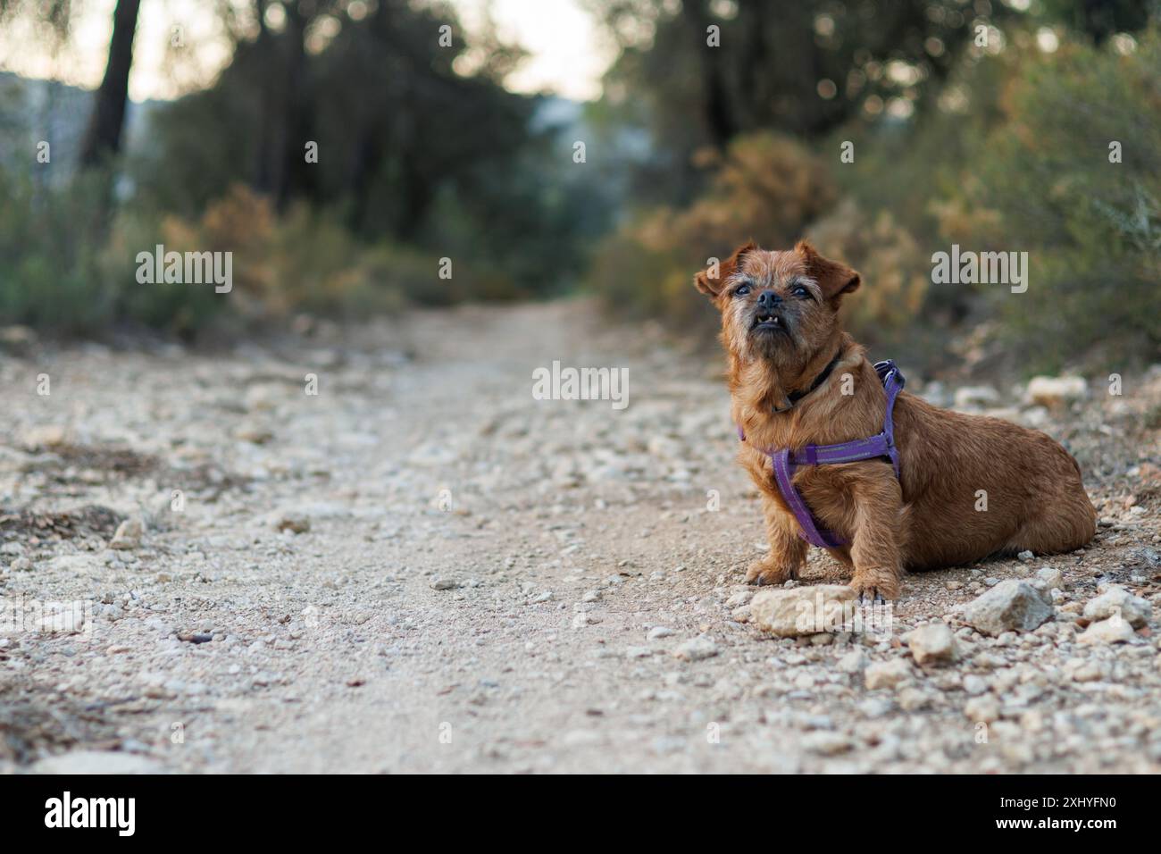 L'anziano cane Nami seduto sul sentiero durante un'escursione ad Alcoy, Spagna Foto Stock