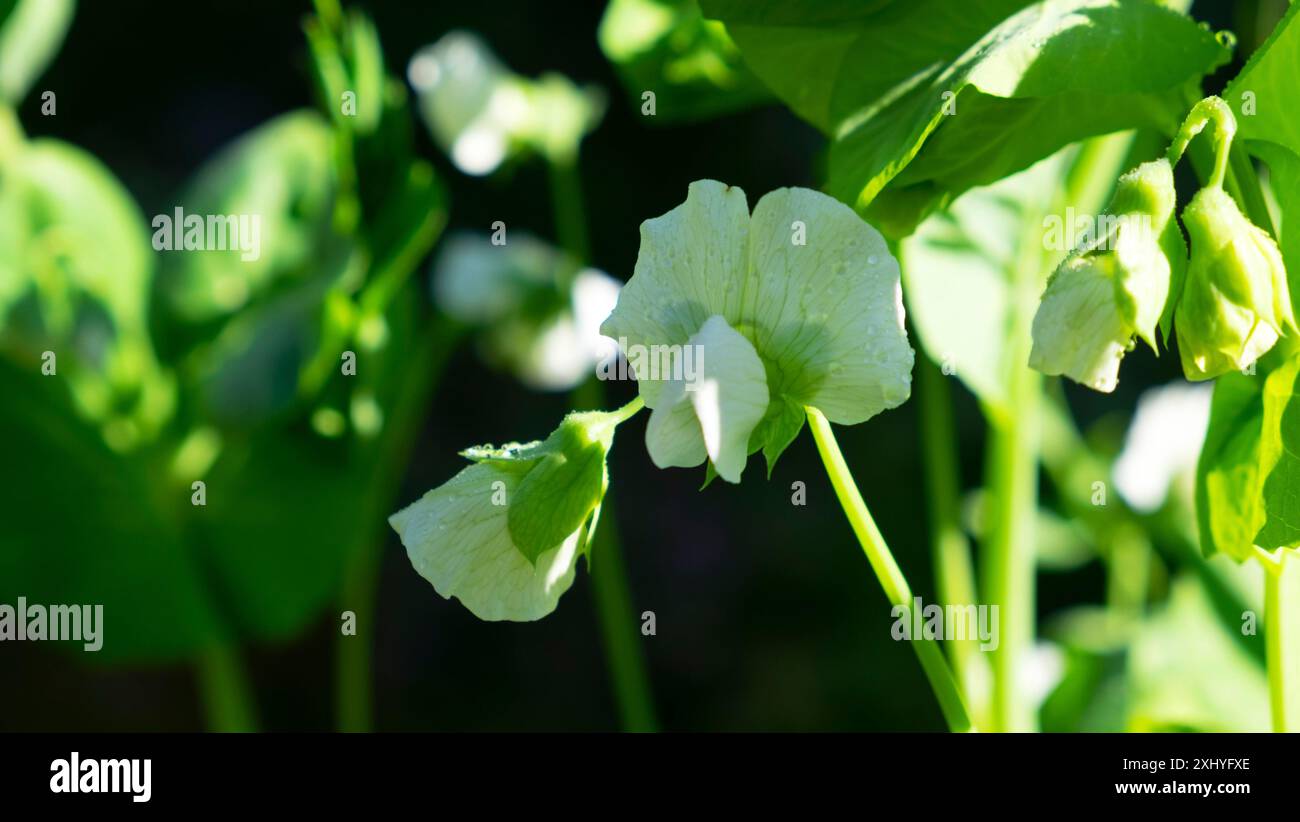 Primo piano vista ravvicinata del fiore bianco di pisello in fiore che cresce nel mese di luglio orto Carmarthenshire Galles Regno Unito KATHY DEWITT Foto Stock