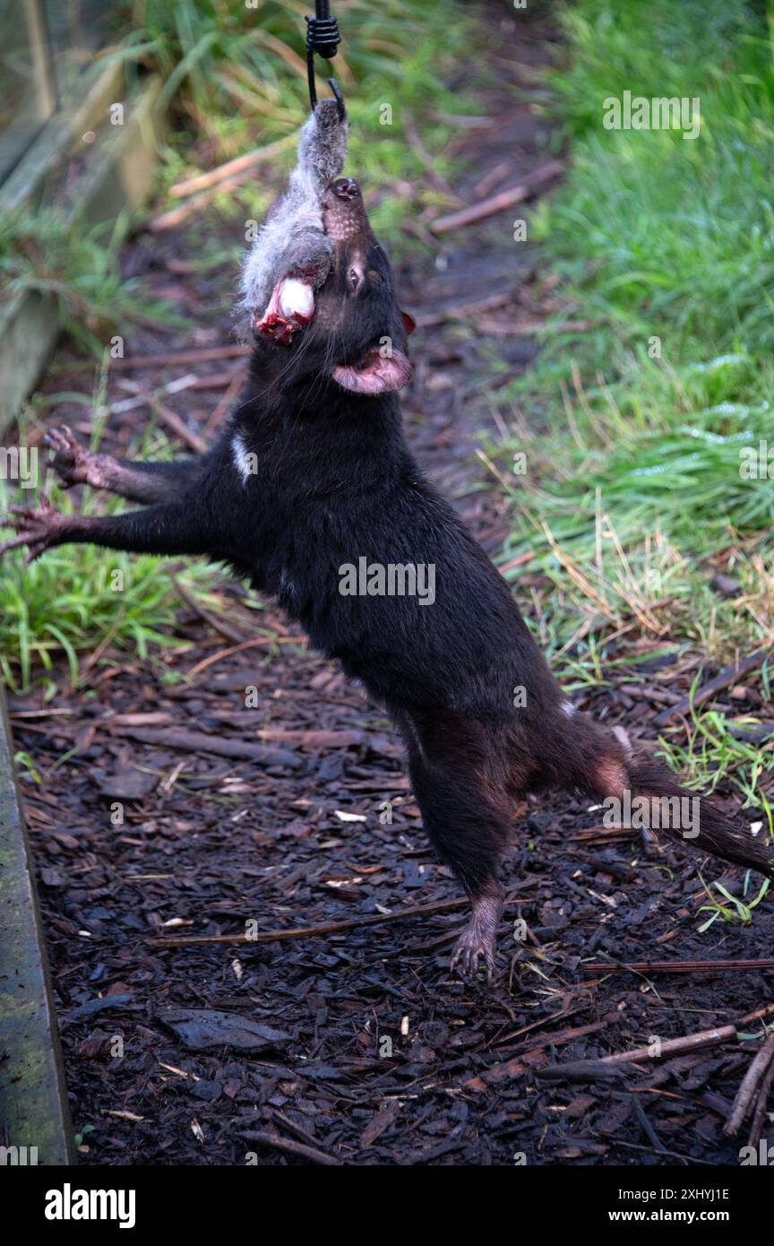 Un Diavolo della Tasmania afferra un pezzo di carne disossata da un Road Kill dal suo guardiano usando una canna al momento di nutrirsi nel suo recinto presso l'UNzoo del Diavolo della Tasmania Foto Stock