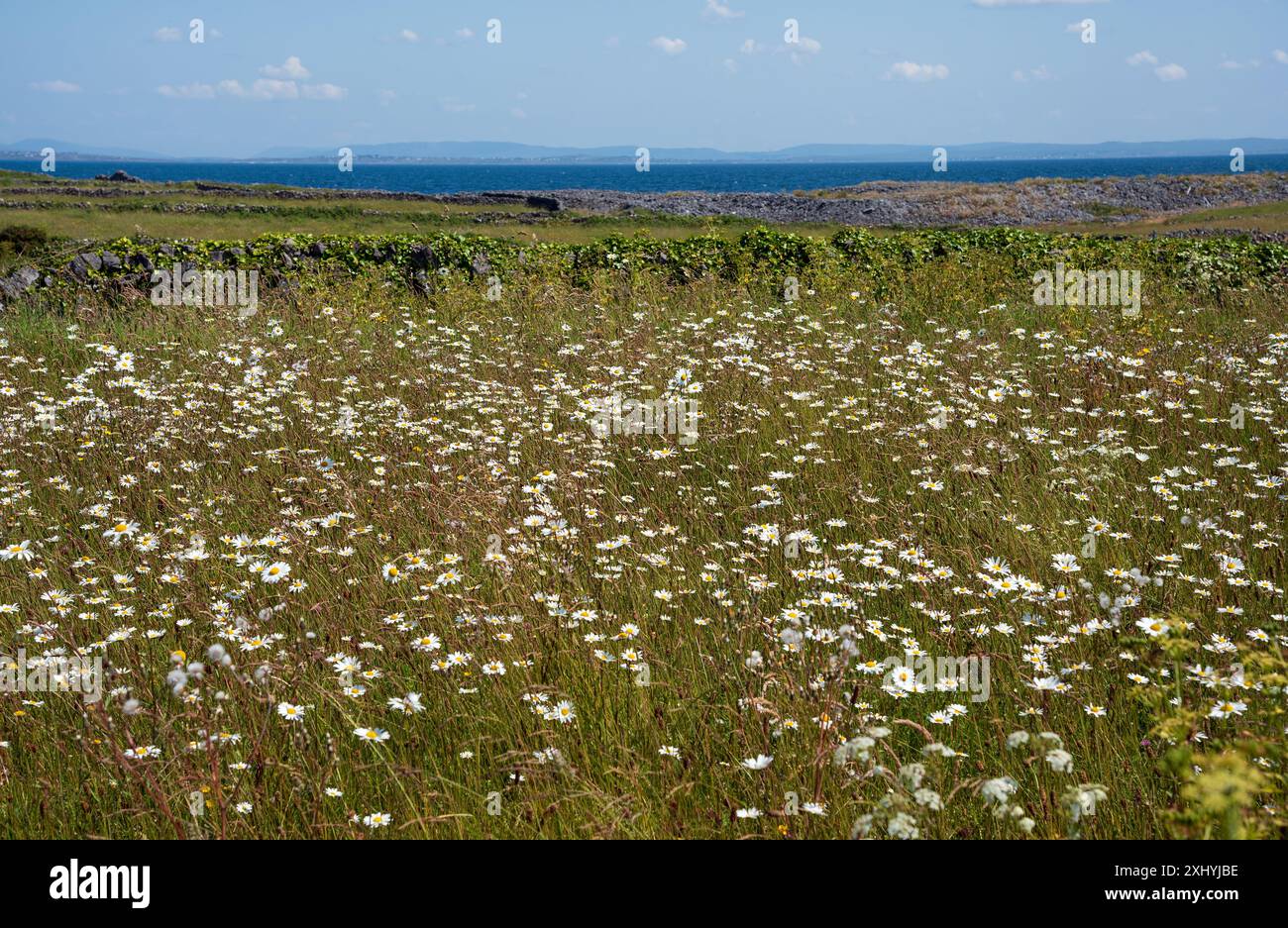 Splendido paesaggio con fiori di camomilla selvaggi a Inishmore, sull'isola di Aran, on the Fields, Co, Galway, Irlanda Foto Stock