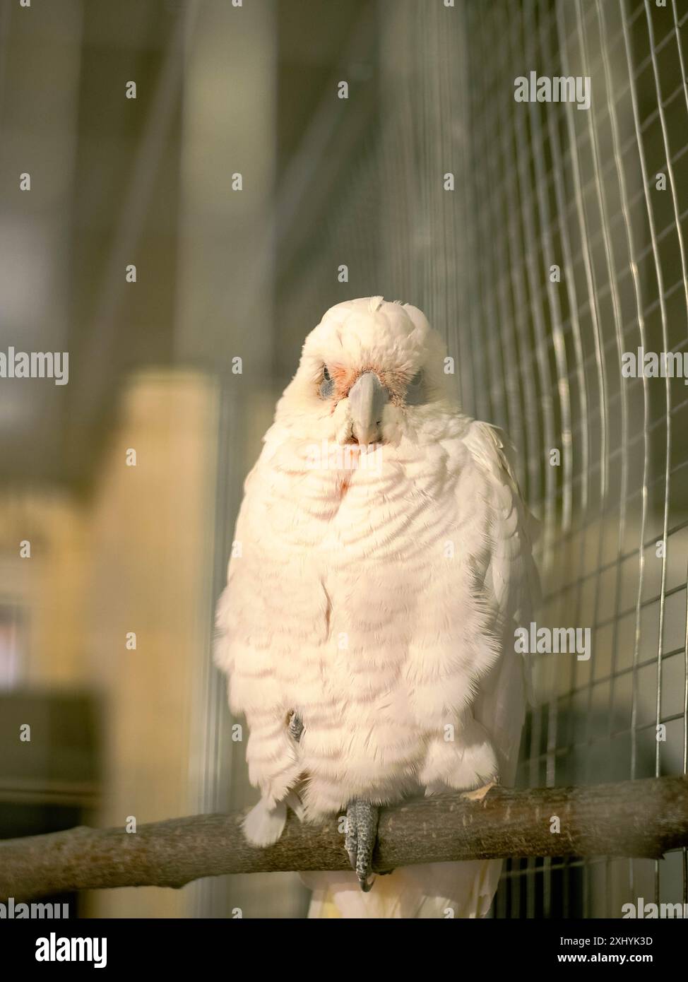 Il cockatoo bianco, noto anche come cockatoo dell'ombrello Foto Stock