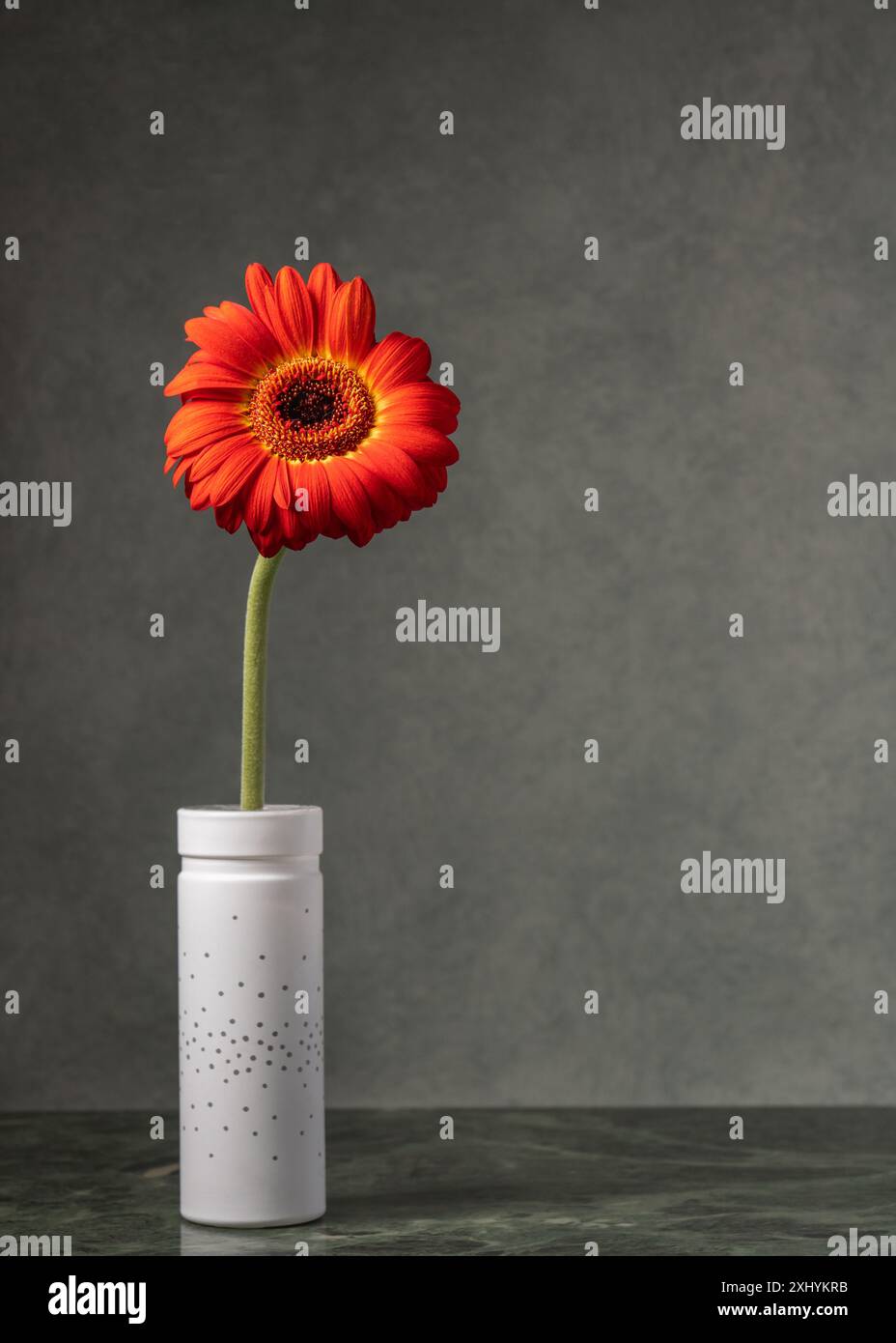 Un fiore rosso in vaso bianco su sfondo grigio. Posto per un'iscrizione Foto Stock