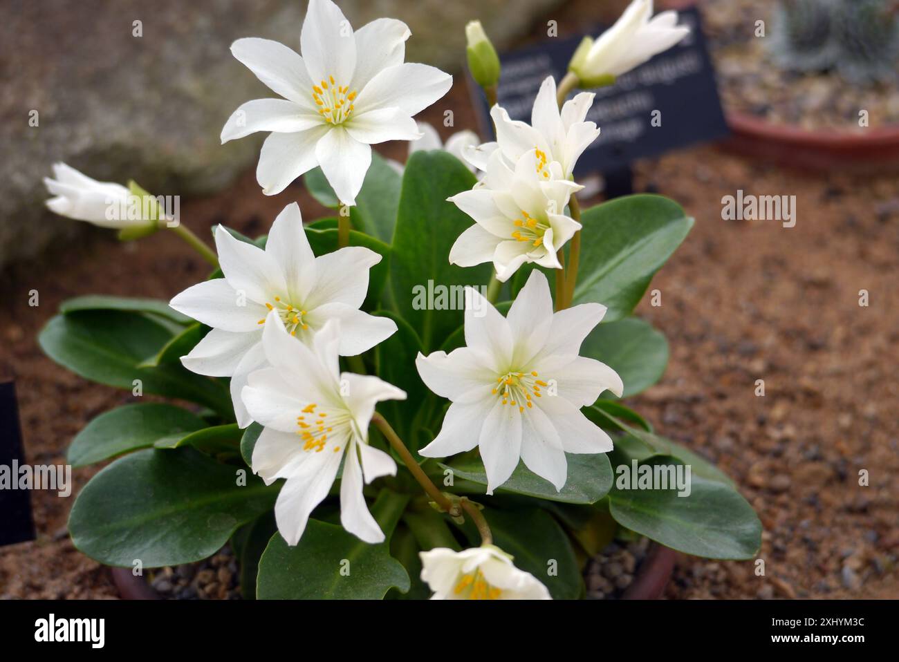 White Lewisiopsis Tweedyi (Alba) "Tweedy's Lewisia" Fiori coltivati nella Alpine House presso RHS Garden Harlow Carr, Harrogate, Yorkshire, Inghilterra, Regno Unito. Foto Stock