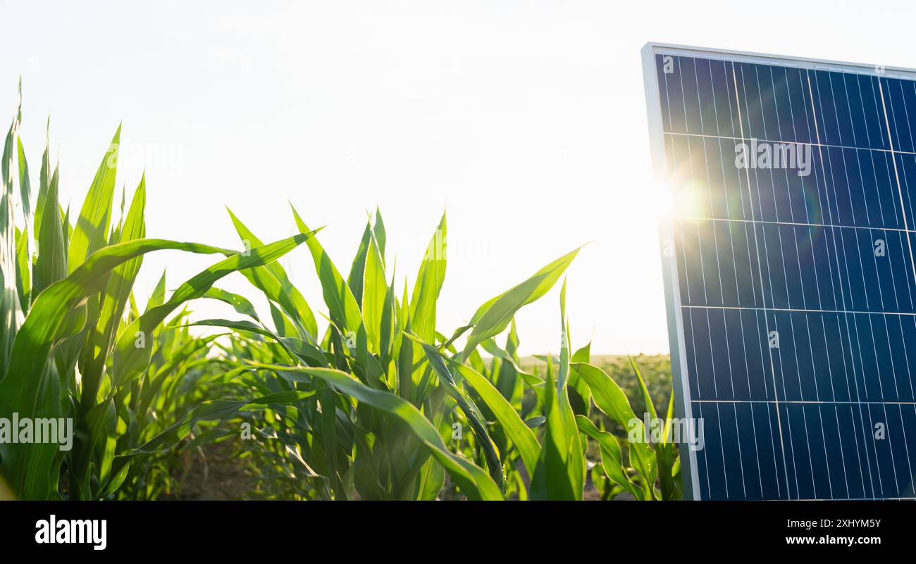 Pannello solare e turbina eolica su un campo di granturco. Energia sostenibile. Foto Stock