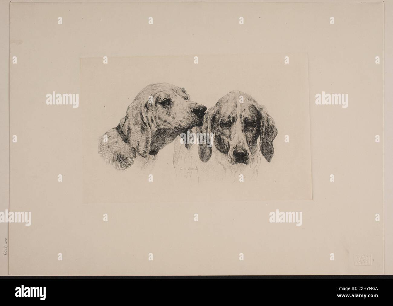 Incisione di otto Bache che mostra due teste di cane, catturando dettagli anatomici, espressioni e texture della pelliccia. Foto Stock