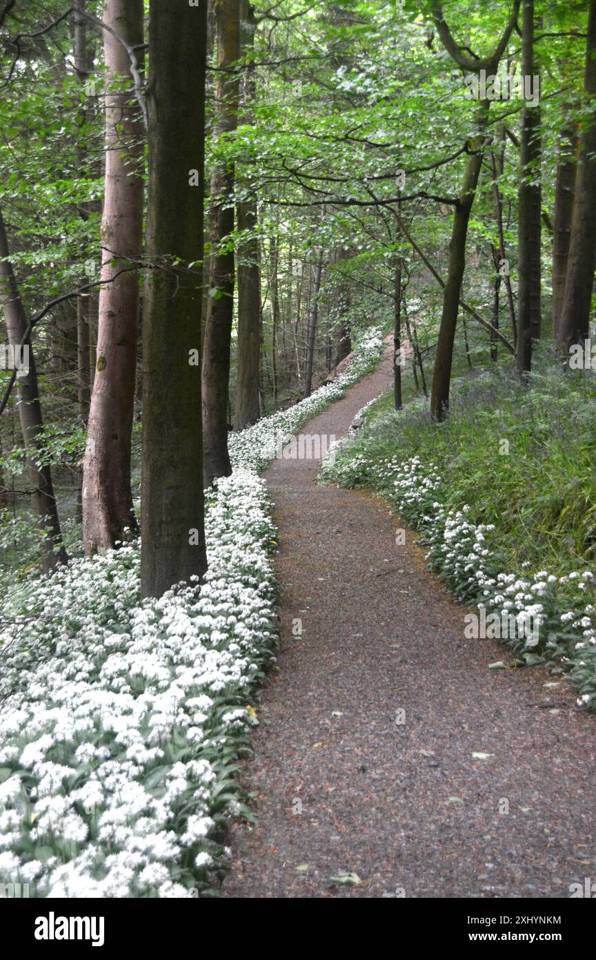 White Wild Garlic (Allium Ursinum) Flowers by the Dales Way Footpath a Bolton Abbey Woods nello Yorkshire Dales National Park, Inghilterra, Regno Unito. Foto Stock