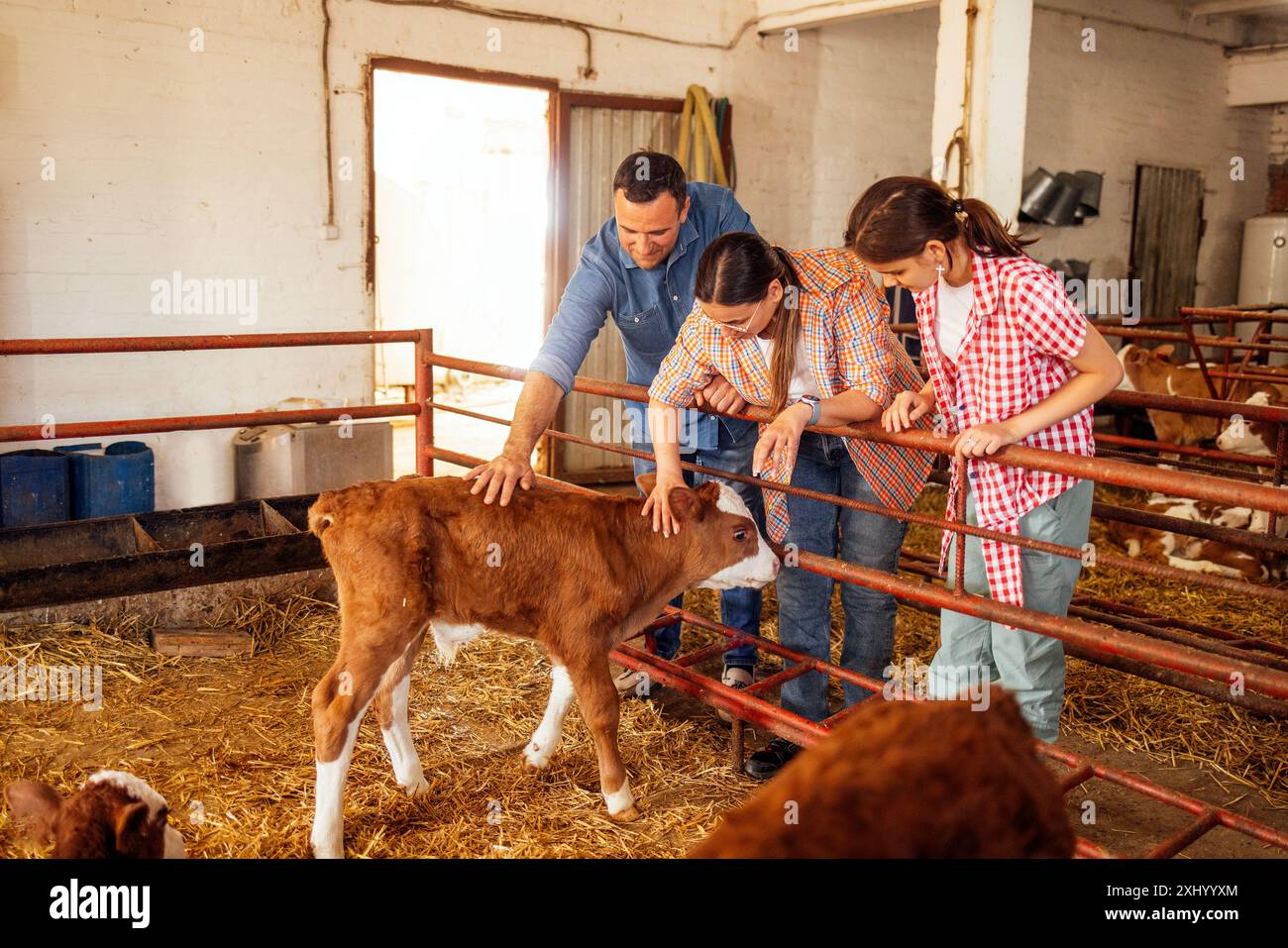 Una giovane famiglia felice di agricoltori in abiti casual in una stalla. Un uomo e una donna con la loro figlia stanno accarezzando un grazioso piccolo vitello. Una ragazza adolescente Foto Stock