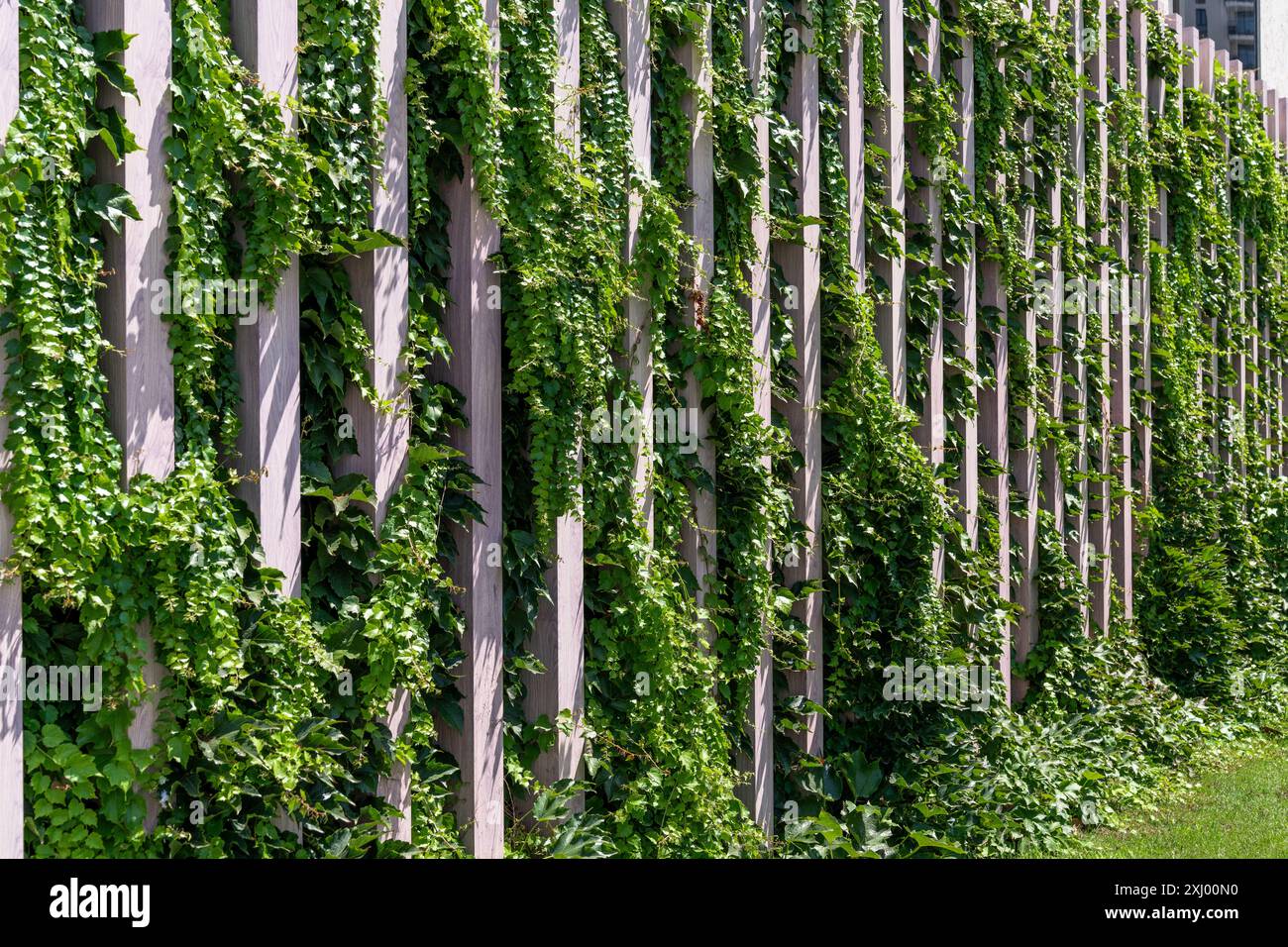 Giardino verticale su una parete verde. Spazio urbano ecocompatibile. Foto Stock