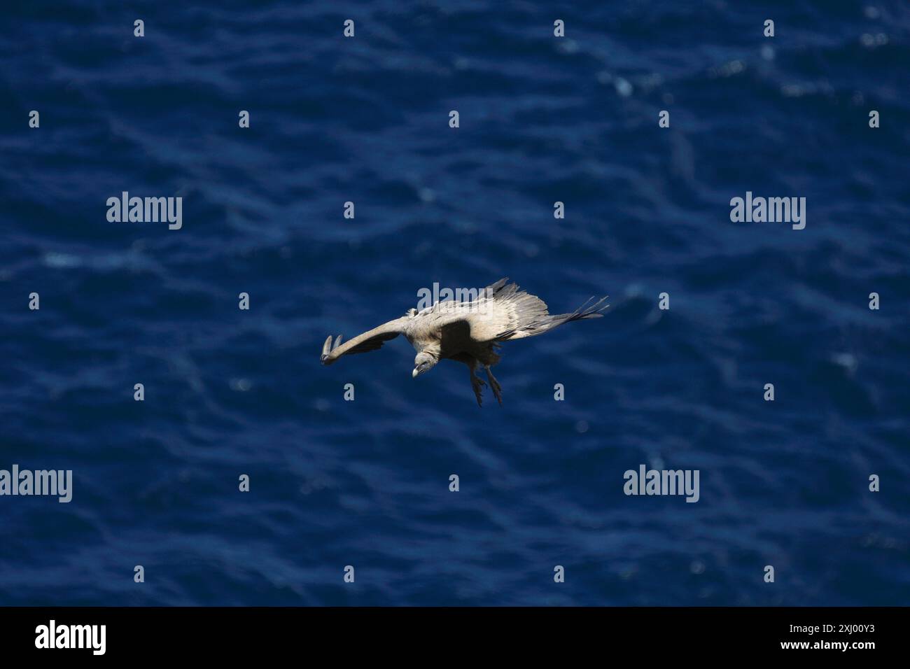 L'avvoltoio grifone sorvola il Mar Cantabrico Foto Stock