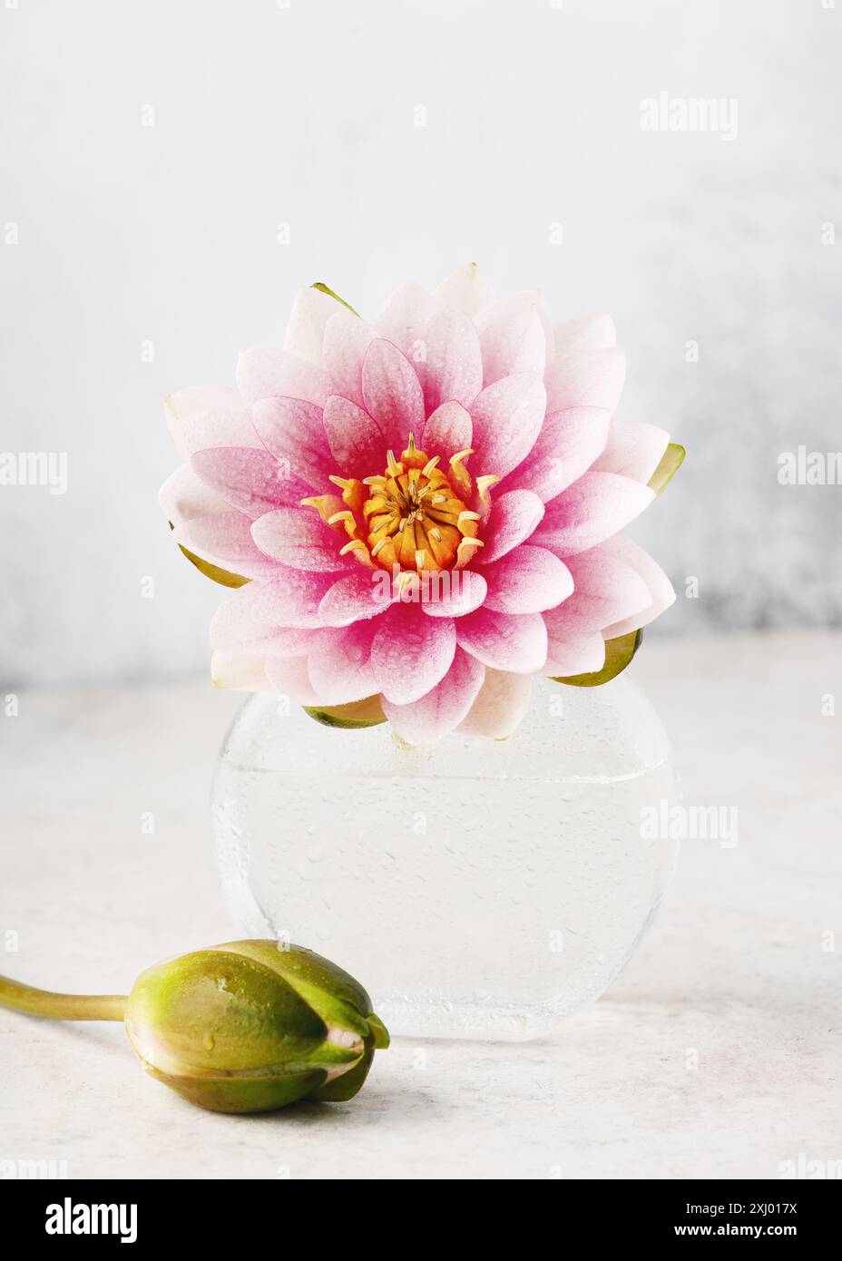 Bellissimo bouquet di ninfee rosa o fiori di loto con gocce d'acqua. (Nymphaea) Decorazioni floreali minimali romantiche. Copia spazio Foto Stock