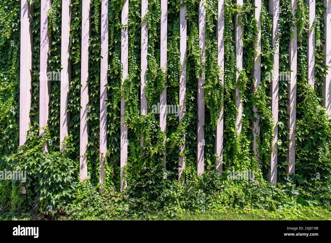 Giardino verticale su una parete verde. Spazio urbano ecocompatibile. Foto Stock