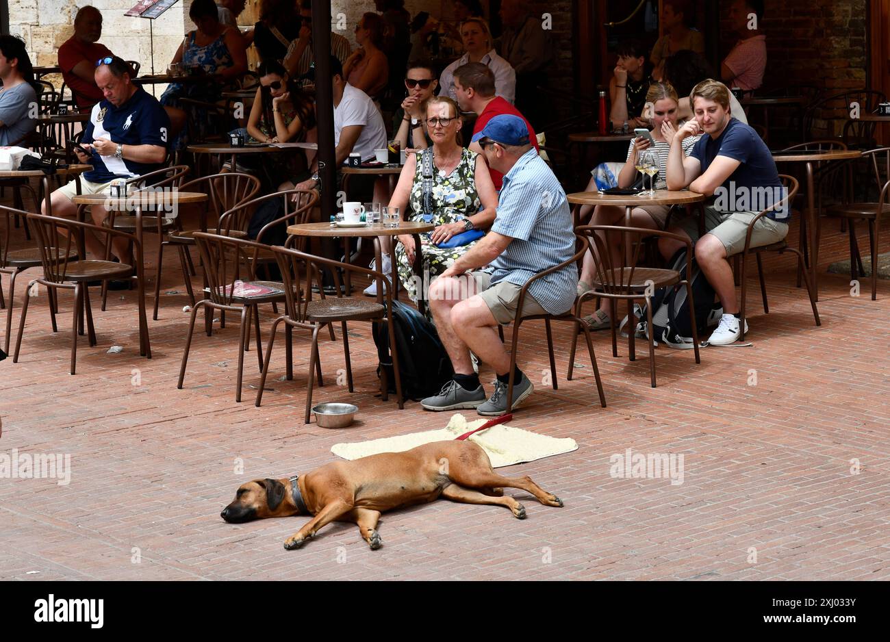 Cane stanco! Cane da compagnia rilassato all'esterno del caffè ristorante San Gimignano in Toscana, Italia Foto Stock