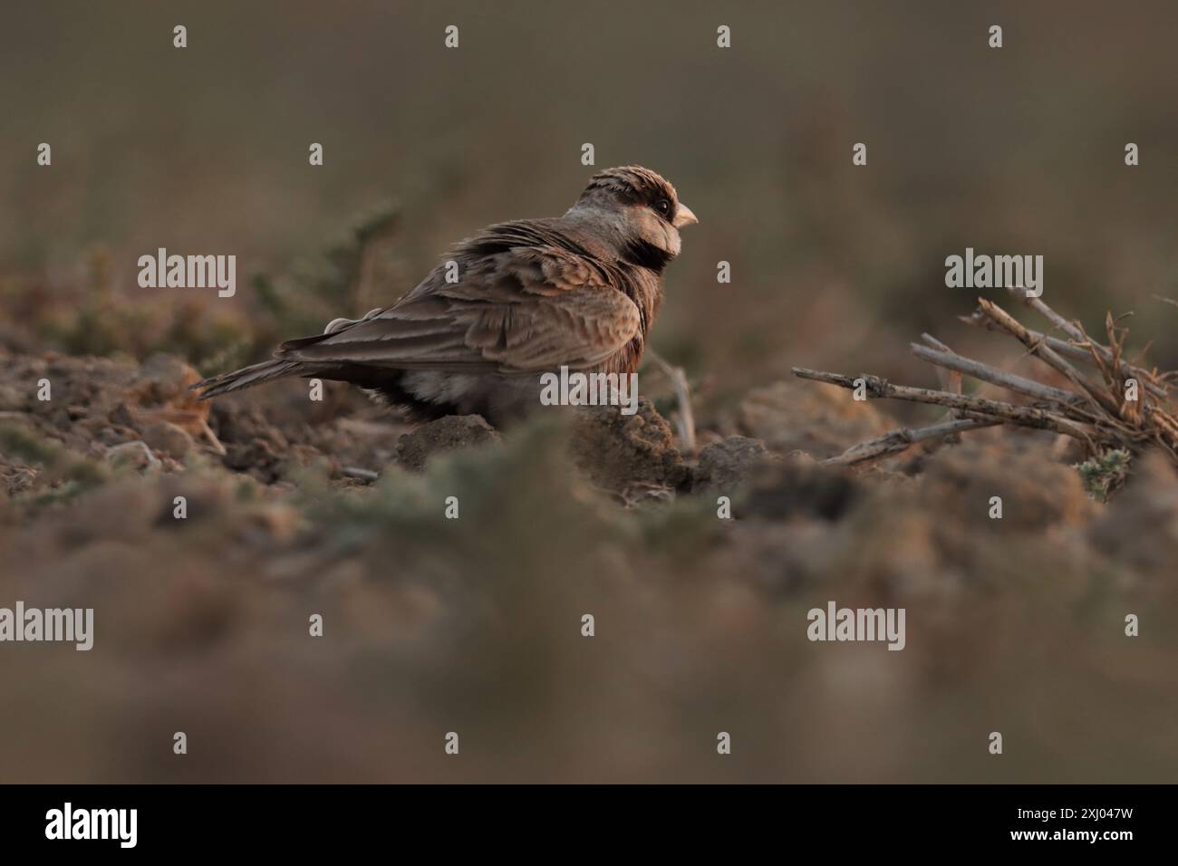 Lark. Ashy incoronato uccello di larice del passero a terra. Foto Stock