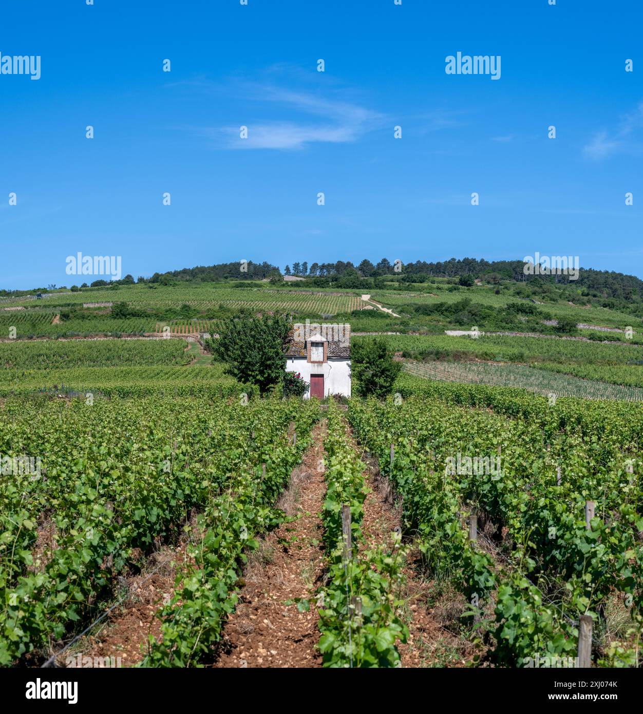 Vigneto nella Côte de Beaune, Borgogna, Francia. Foto Stock
