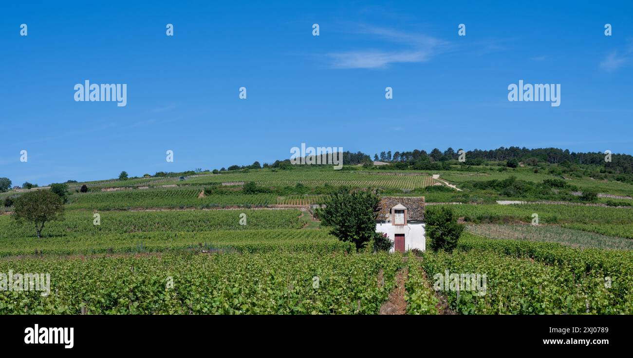 Vigneto nella Côte de Beaune, Borgogna, Francia. Foto Stock
