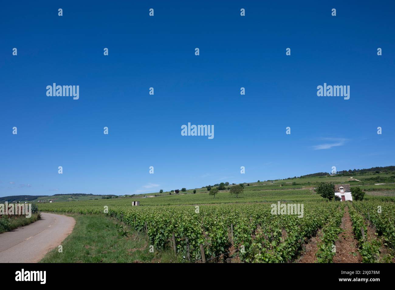 Vigneto nella Côte de Beaune, Borgogna, Francia. Foto Stock