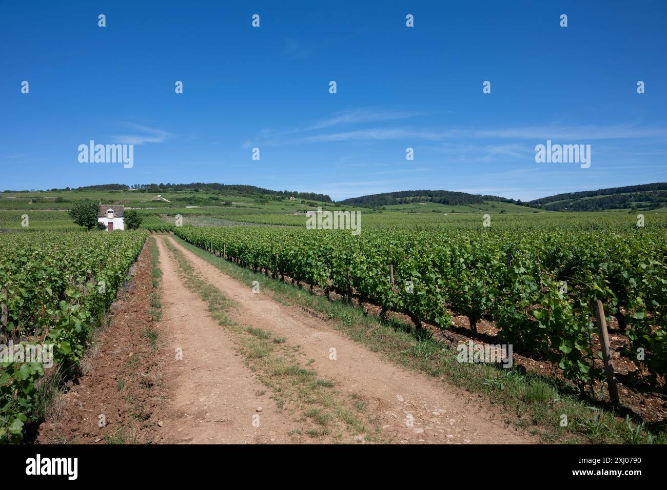 Vigneto nella Côte de Beaune, Borgogna, Francia. Foto Stock
