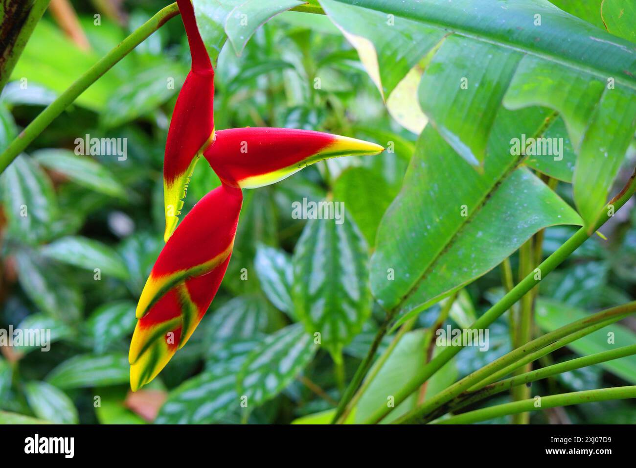 I rostrati di Heliconia fioriscono su sfondo verde di foglie tropicali, Martinica, Francia Foto Stock
