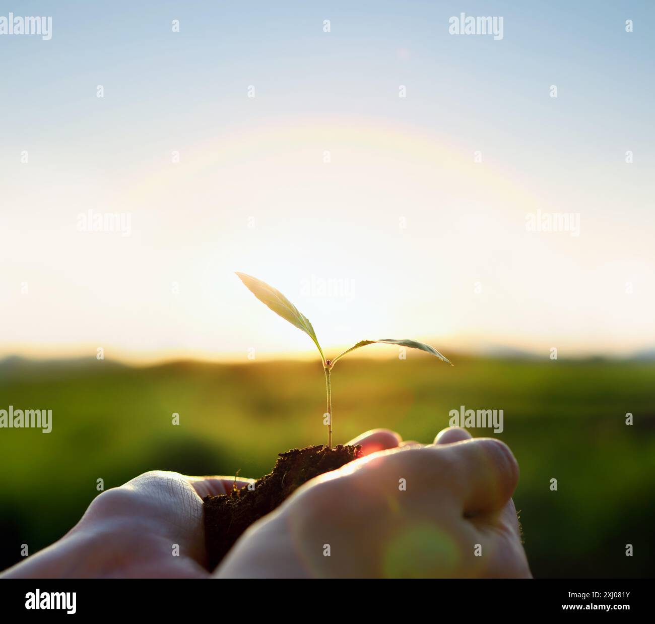 Mano con germoglio in mano, braccia tese verso il sole e l'arcobaleno, vita, crescita e speranza, prezioso concetto di ambiente naturale Foto Stock