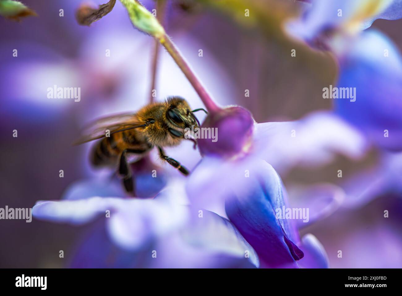 Una foto macro che cattura un'ape all'interno dei vibranti fiori di Wisteria sinensis, mostrando da vicino il processo di impollinazione della natura. Foto Stock