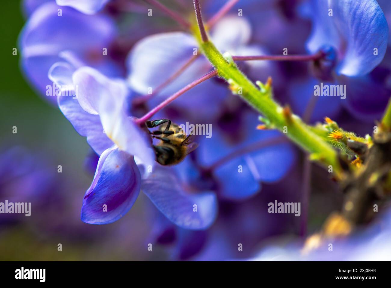 Una foto macro che cattura un'ape all'interno dei vibranti fiori di Wisteria sinensis, mostrando da vicino il processo di impollinazione della natura. Foto Stock