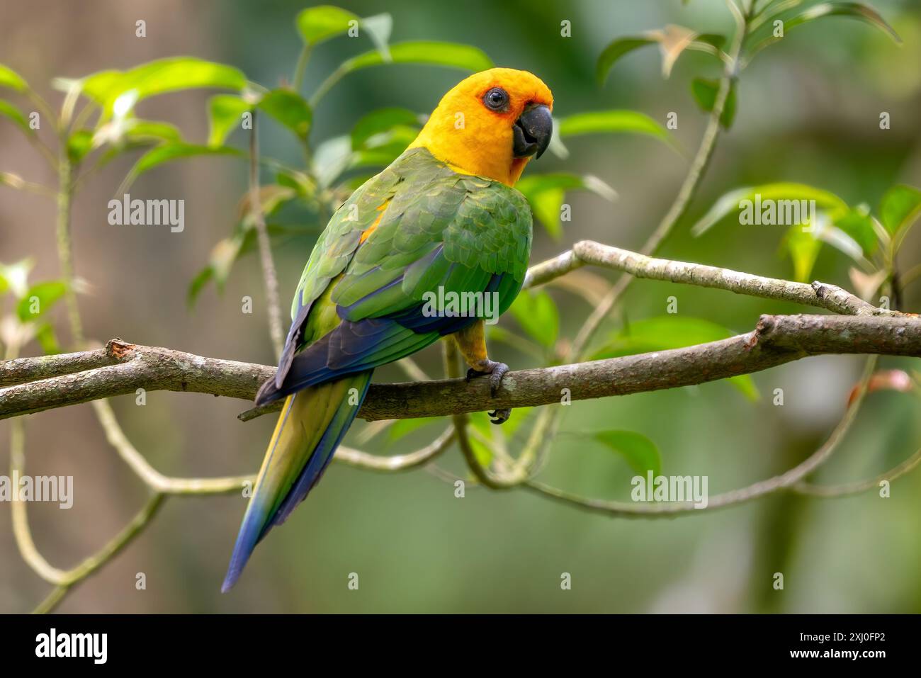 Jandaya Parakeet - Aratinga jandaya, piccolo pappagallo neotropico colorato originario delle foreste e degli habitat boschivi nel nord-est del Brasile. Foto Stock