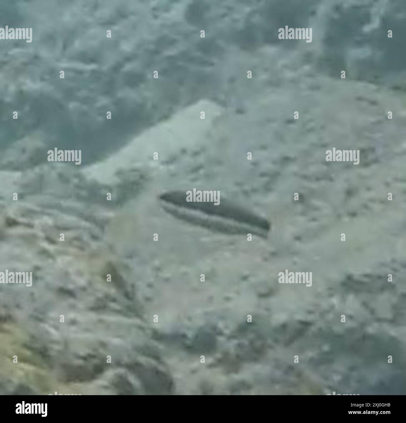 Sella Wrasse (Thalassoma duperrey) Actinopterygii Foto Stock