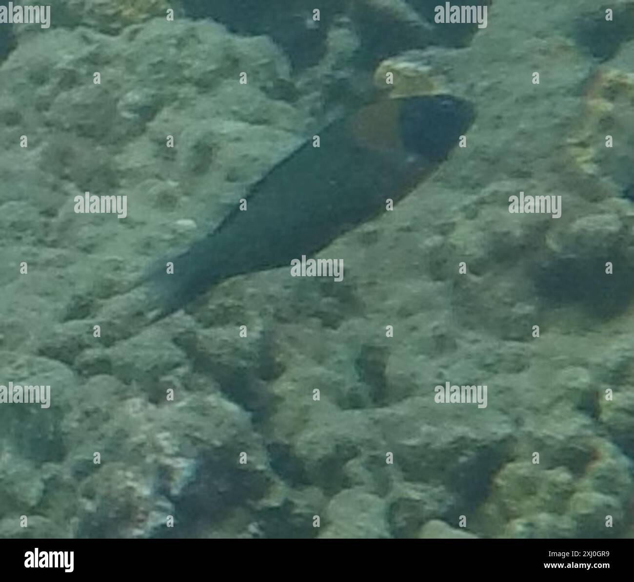 Sella Wrasse (Thalassoma duperrey) Actinopterygii Foto Stock