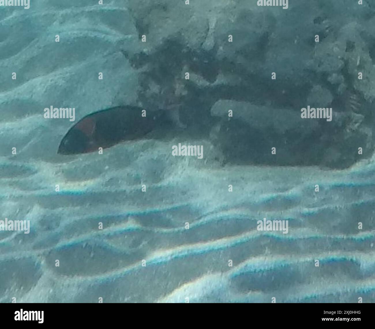 Sella Wrasse (Thalassoma duperrey) Actinopterygii Foto Stock