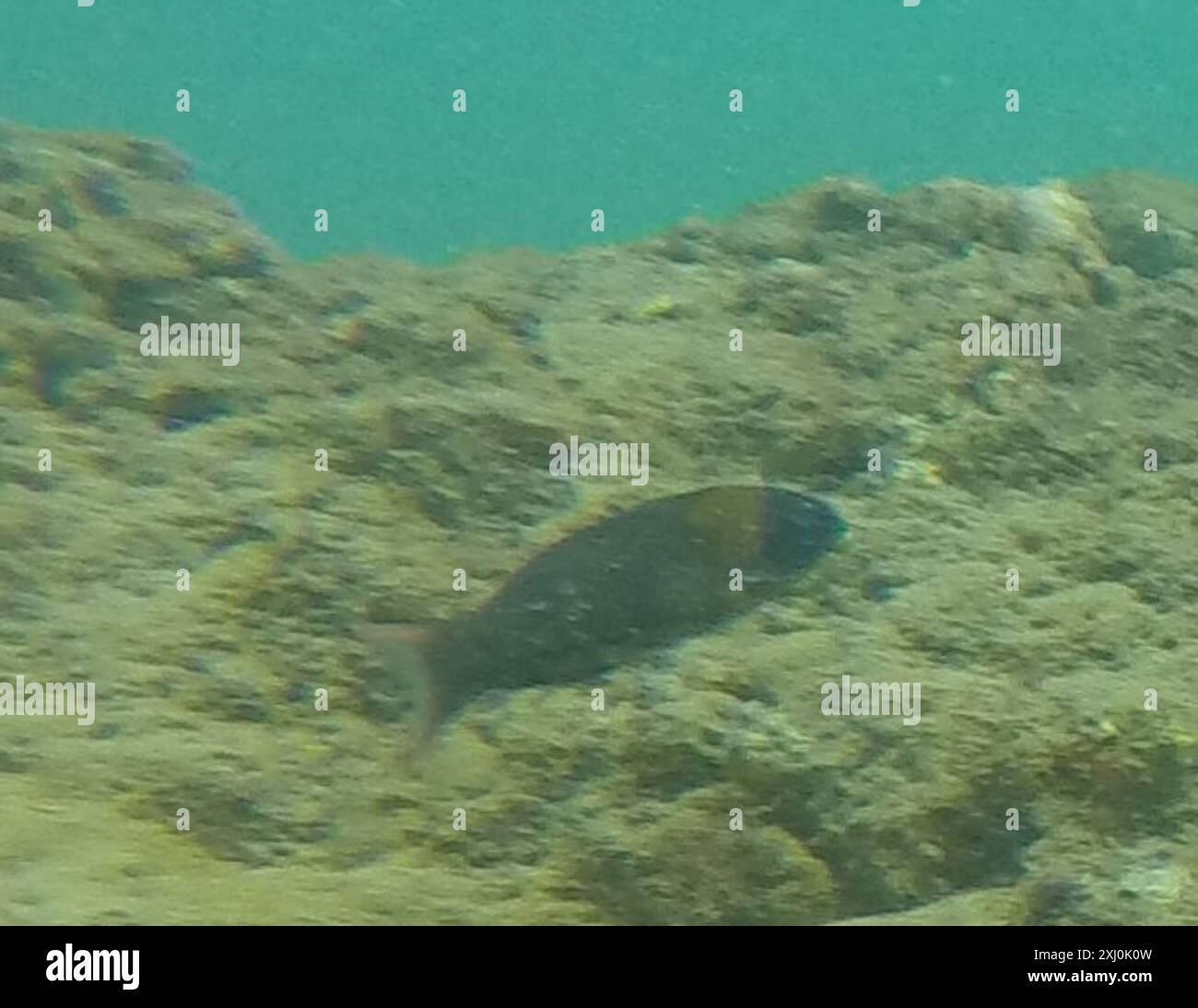 Sella Wrasse (Thalassoma duperrey) Actinopterygii Foto Stock