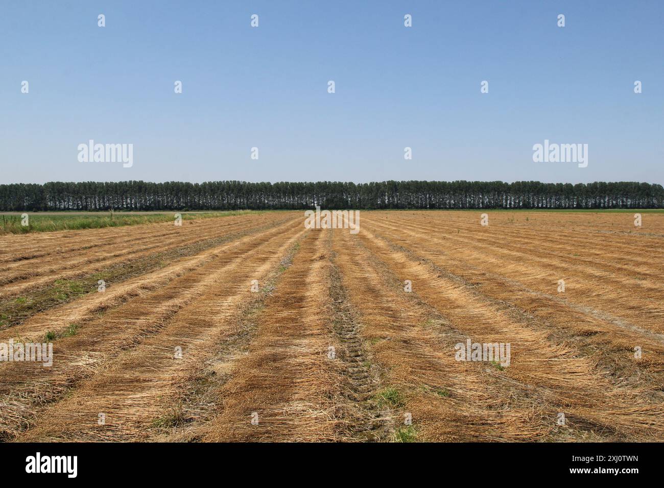 un campo di lino con lunghe file di piante brune di lino con semi che si asciugano sul campo in estate Foto Stock