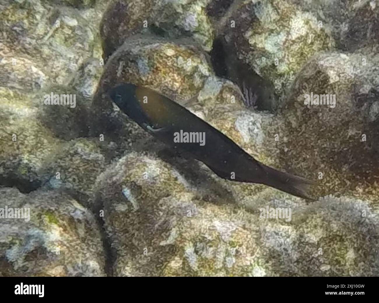 Sella Wrasse (Thalassoma duperrey) Actinopterygii Foto Stock