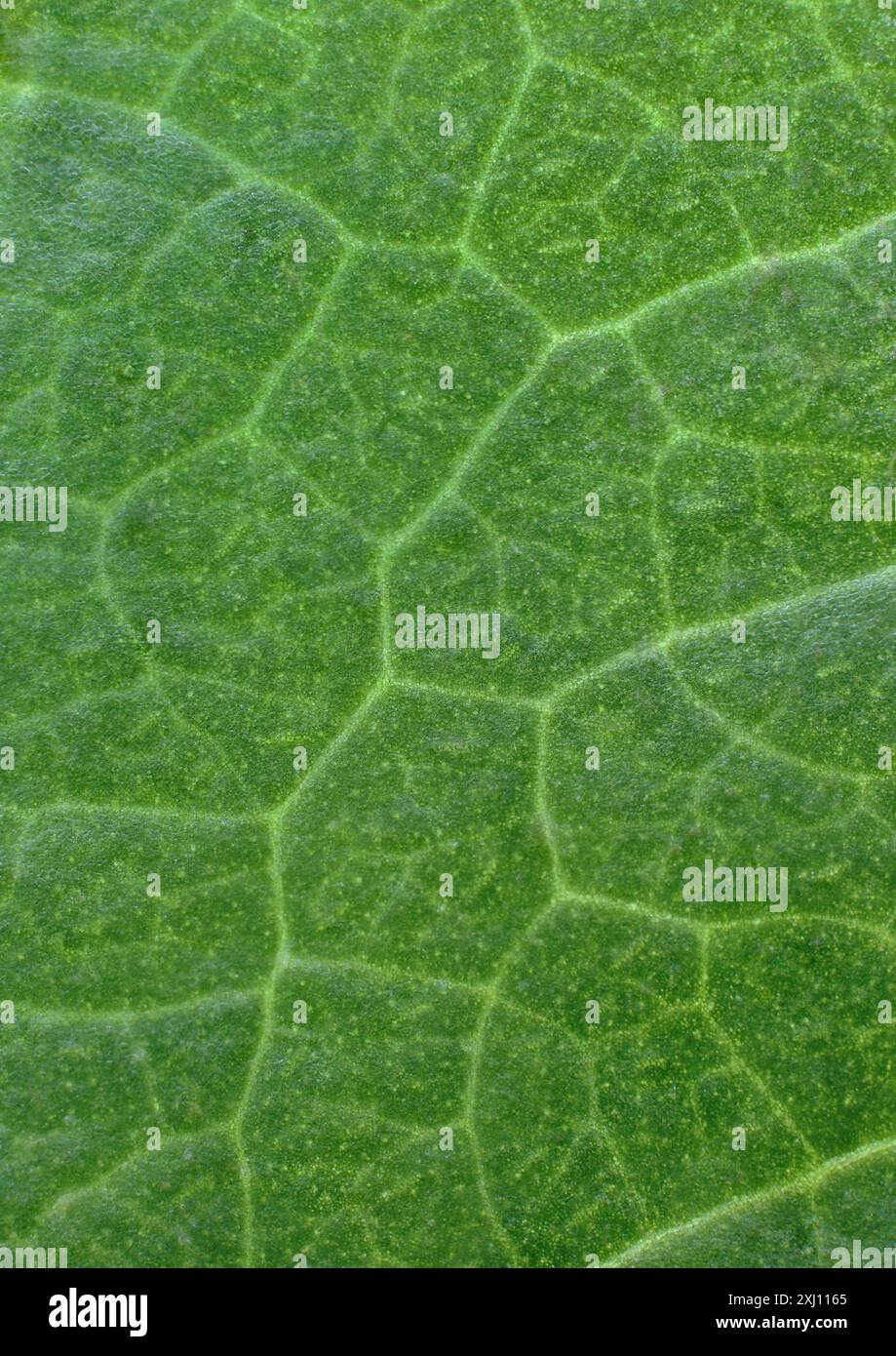 Struttura delle lamelle con vene, tessuto vascolare della foglia verde, sfondo. Foto Stock