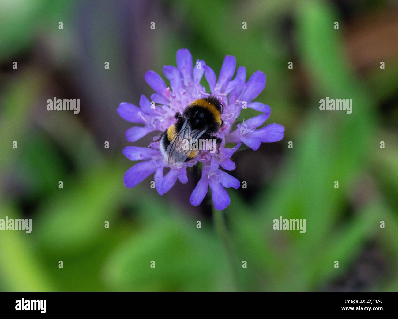 Neuenhagen BEI Berlin, Germania. 16 luglio 2024. Un bumblebee siede sul fiore di una vedova da campo (Knautia arvensis) nel vivaio "Wildblüten". Credito: Soeren Stache/dpa/Alamy Live News Foto Stock