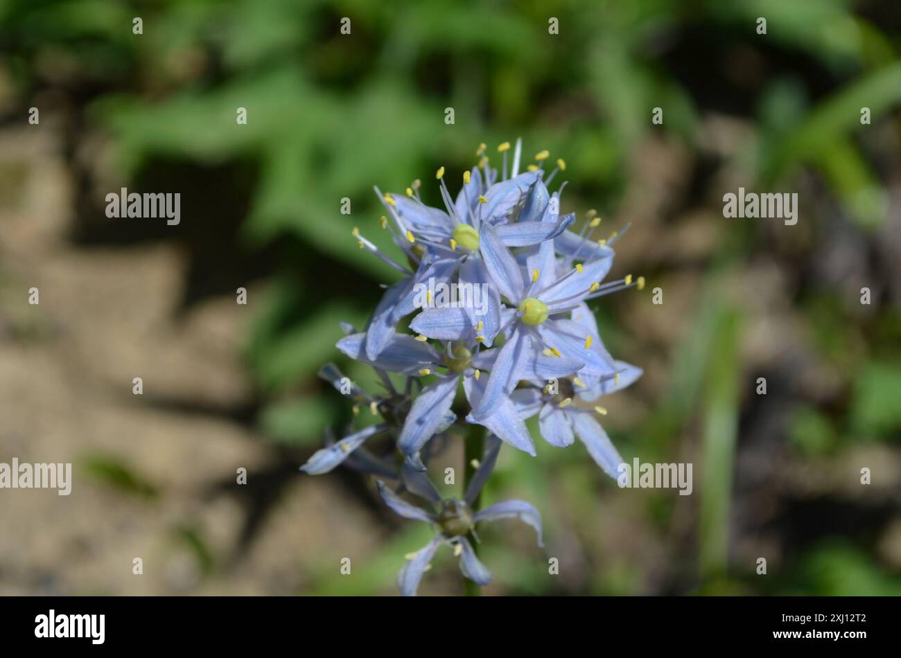 Atlantic camas (Camassia scilloides) Plantae Foto Stock