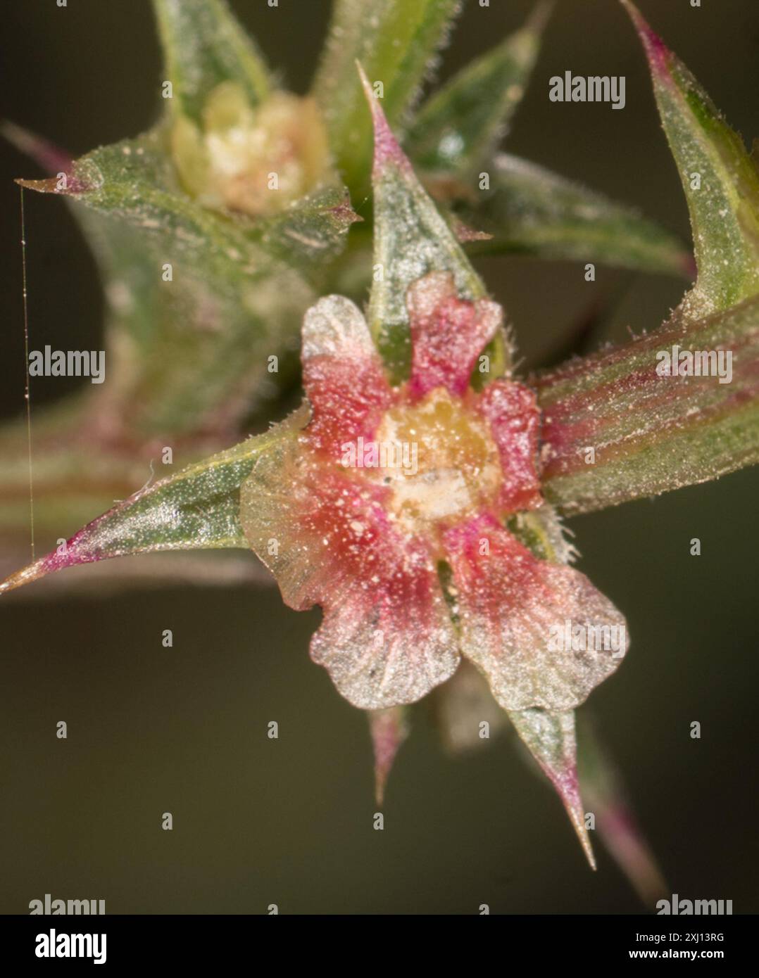 Cardo Russo meridionale (Salsola australis) Plantae Foto Stock