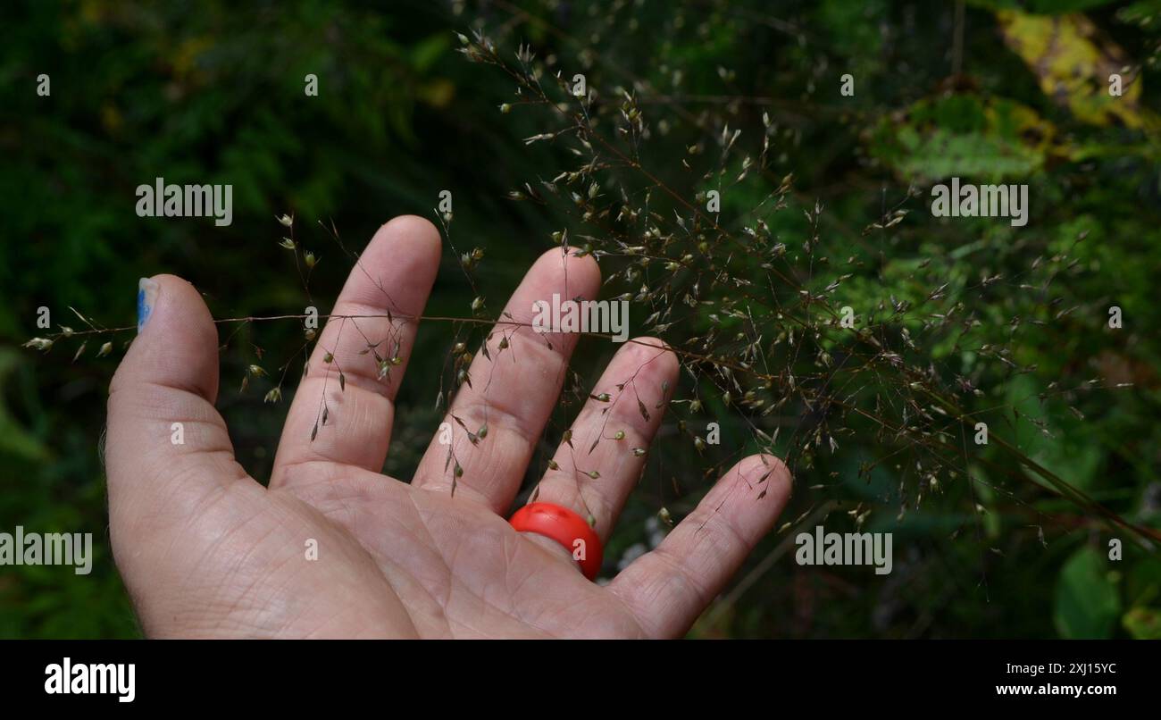 prairie dropseed (Sporobolus heterolepis) Plantae Foto Stock