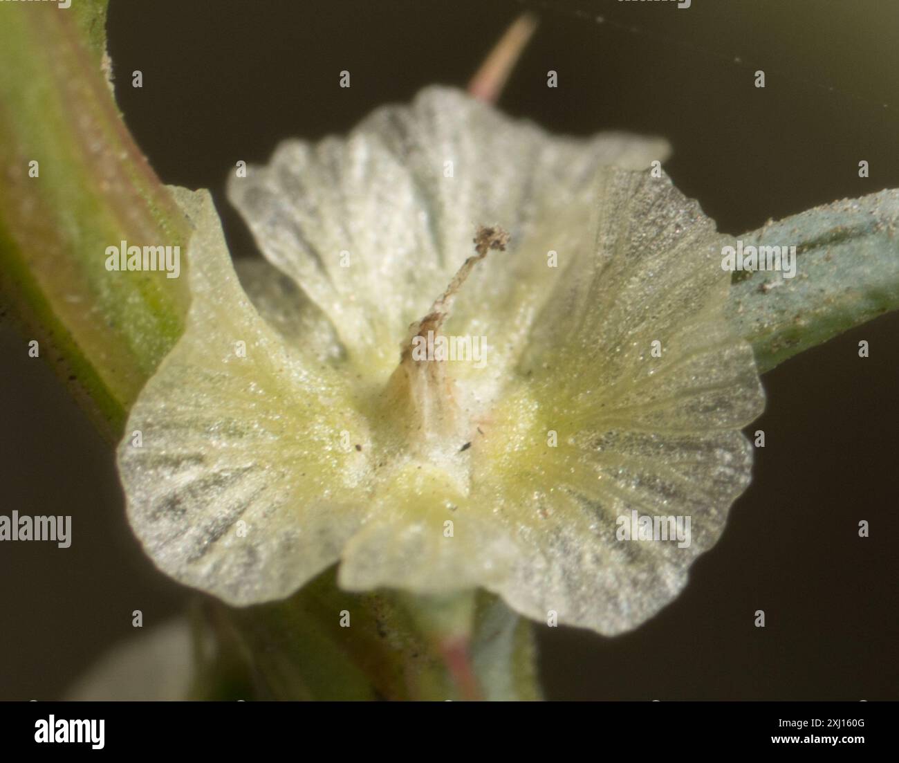 Cardo Russo meridionale (Salsola australis) Plantae Foto Stock