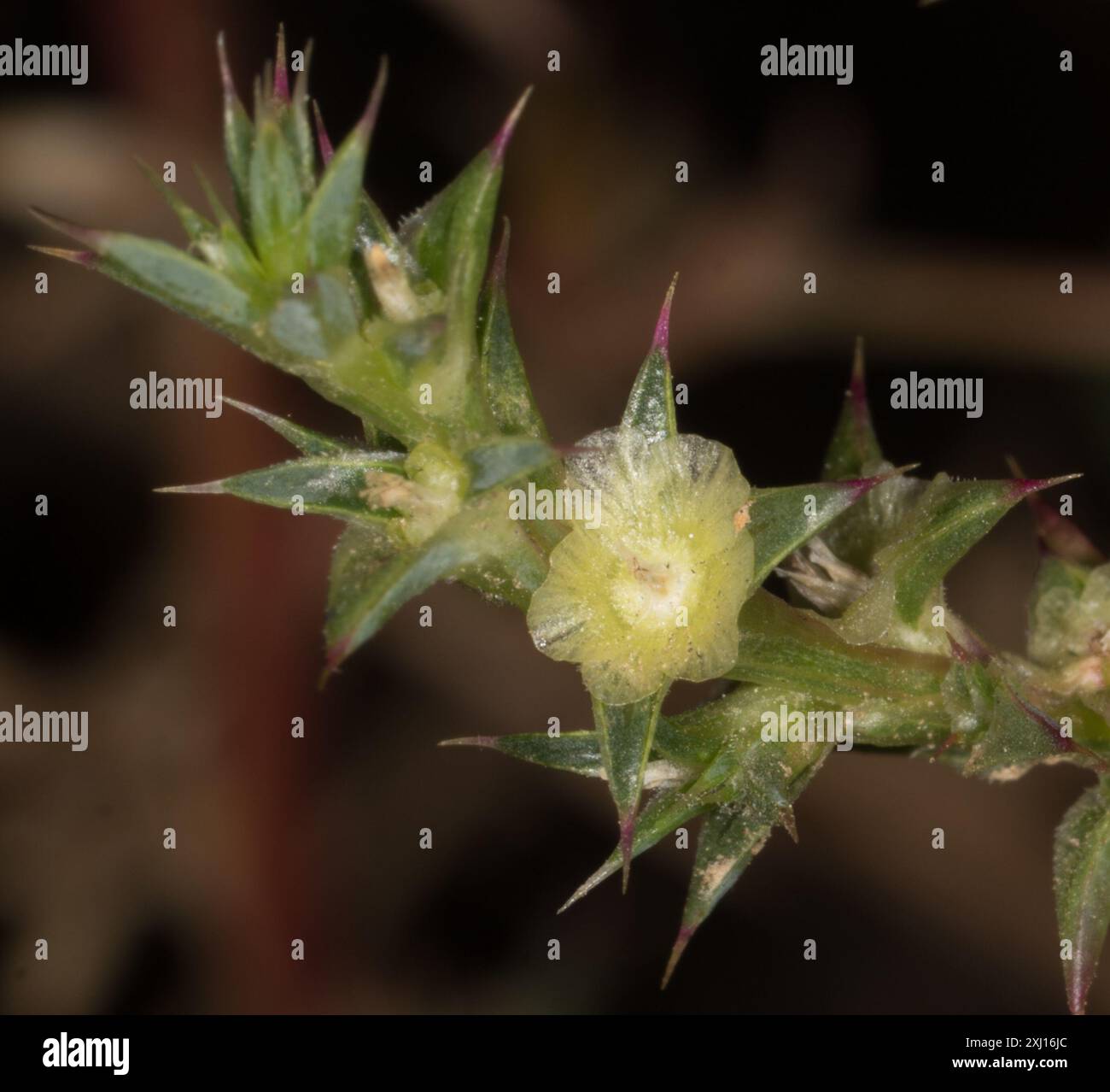 Cardo Russo meridionale (Salsola australis) Plantae Foto Stock